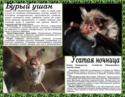 Можно ли бурой