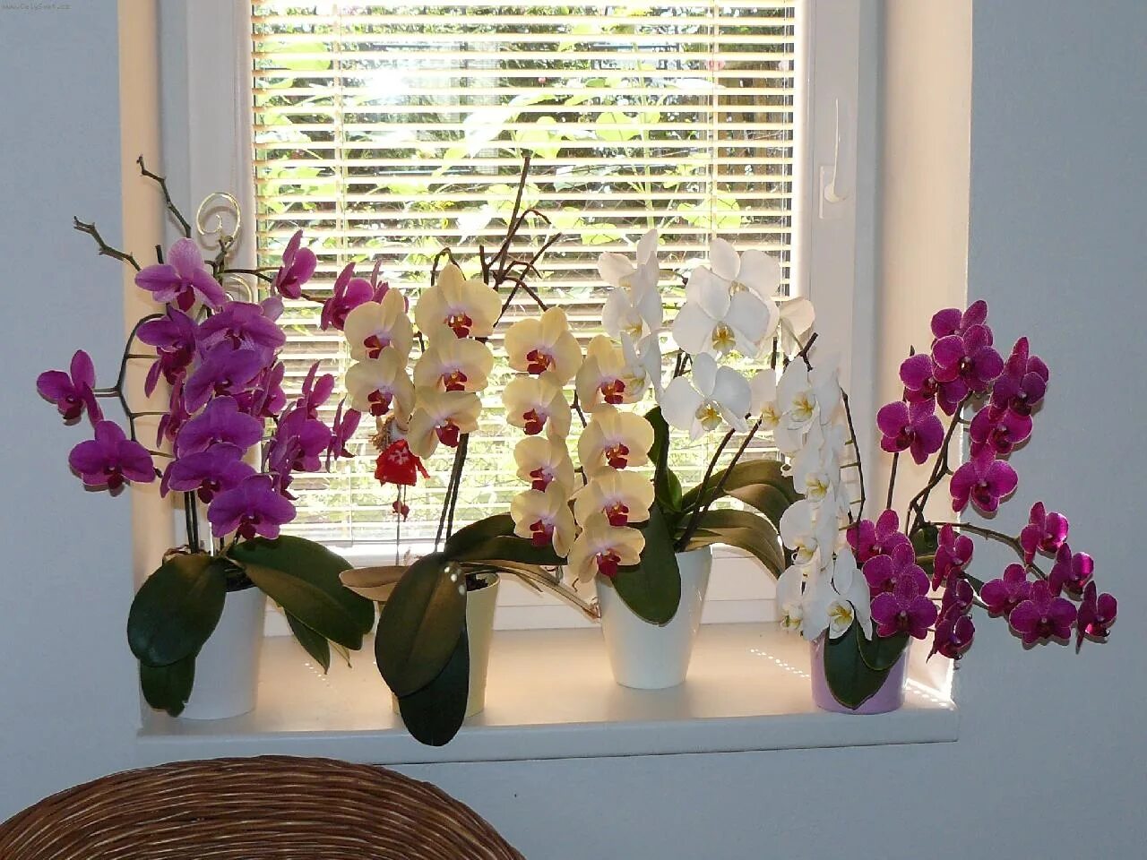 Орхидея фаленопсис. Орхидеи фаленопсисы. Комнатный цветок Орхидея фаленопсис. Фаленопсис комнатный.