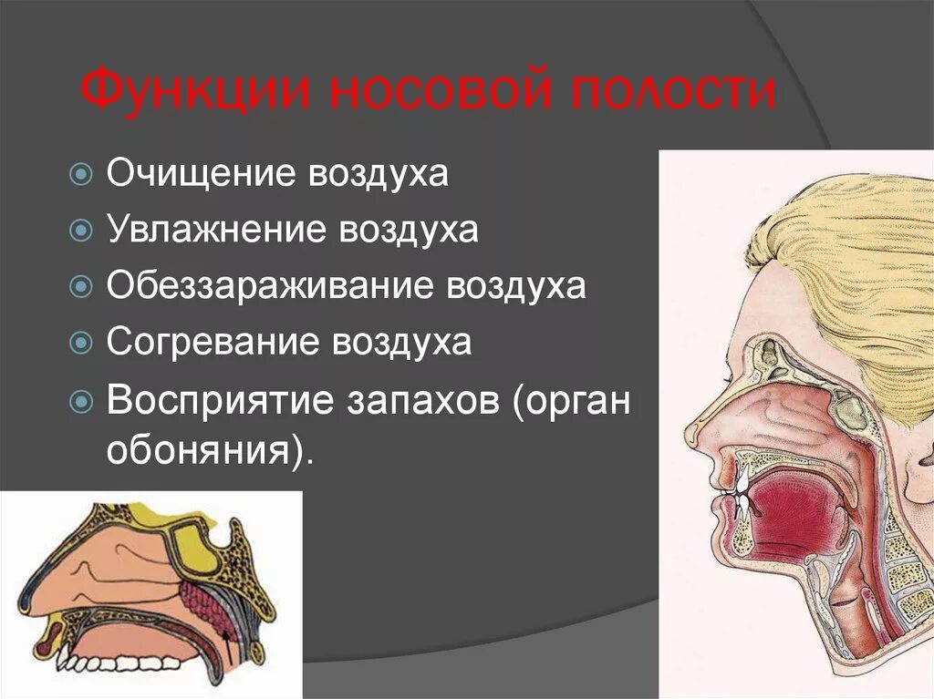В полости носа происходит. Функции носовой полости в дыхательной системе. носовая полость функции органов дыхания. основные функции полости носа. основные функции носовой полости.