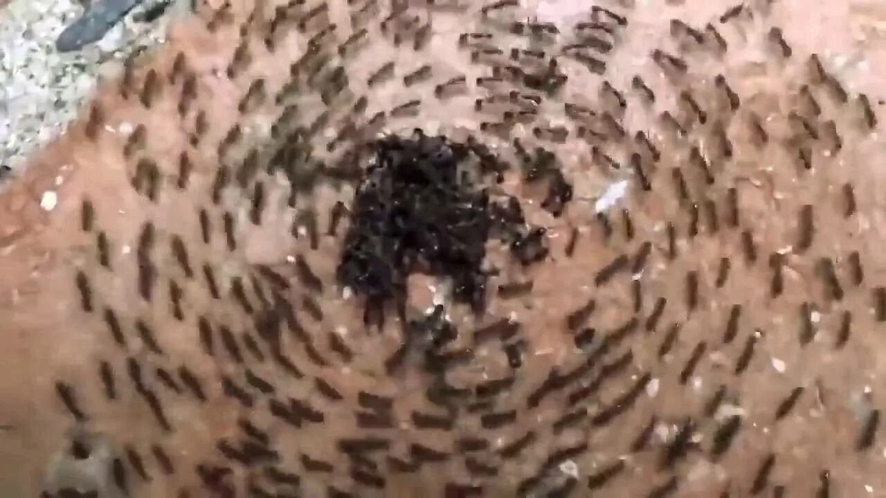 Temnothorax sp. Муравейник анимация. Муравьи бегут. Муравей gif. Муравьиные круги.