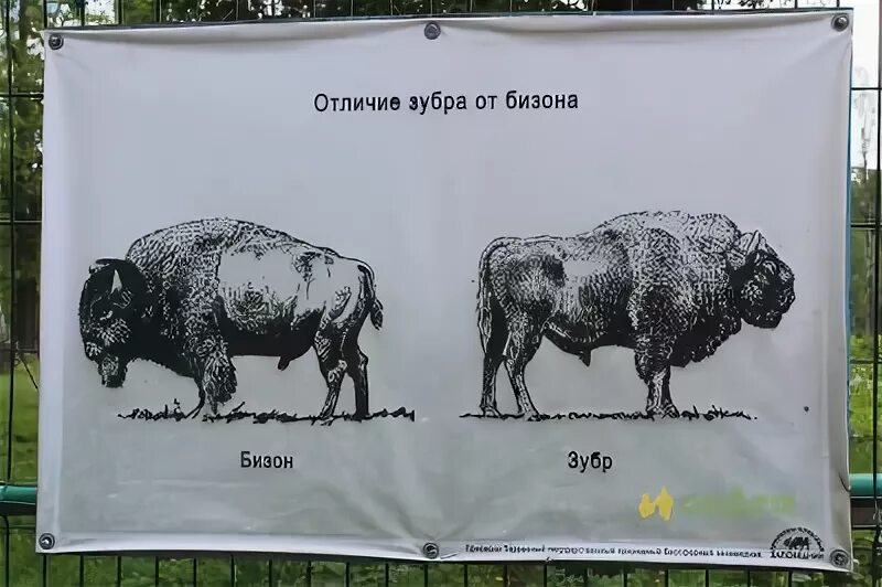 Зубр и бизон. Отличие бизона от зубра. Зубр бизон зубробизон. Отличие зубра от бизона. Зубр и бизон разница.
