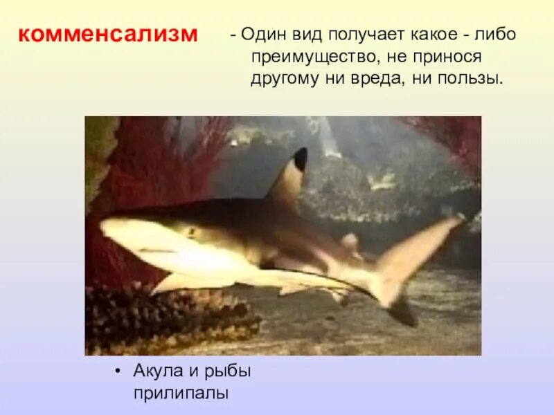 Акулы и рыбы тип взаимоотношений. Комменсализм акула и рыба прилипала. комменсализм рыбы прилипалы и акулы. акула и рыба прилипала тип взаимоотношений. симбиоз акула и рыба-прилипала.
