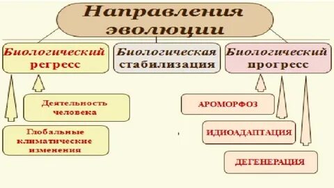 Биологический прогресс и регресс таблица