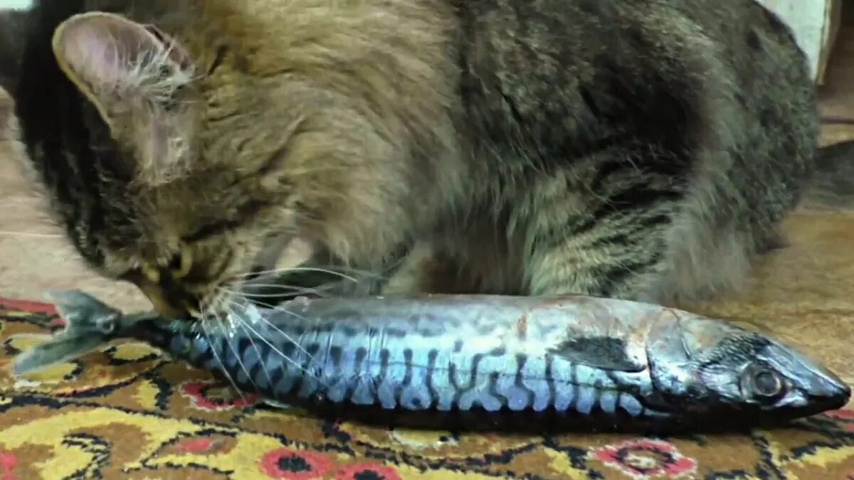 Едят ли коты рыбу. Кот жрет рыбу. котик ест рыбку.