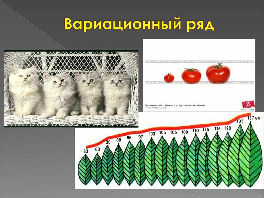 Модификационная изменчивость. Формы модификационной изменчивости. Модификационная изменчивость это в биологии. Мутационная и модификационная изменчивость. Модификационная изменчивость биология 9 класс