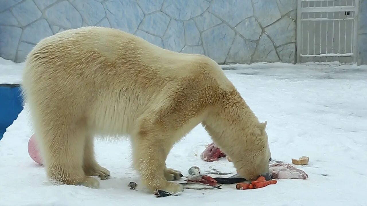 Почему медведь не съел машу. Белый медведь жрет человека. Белый медведь ест человека.