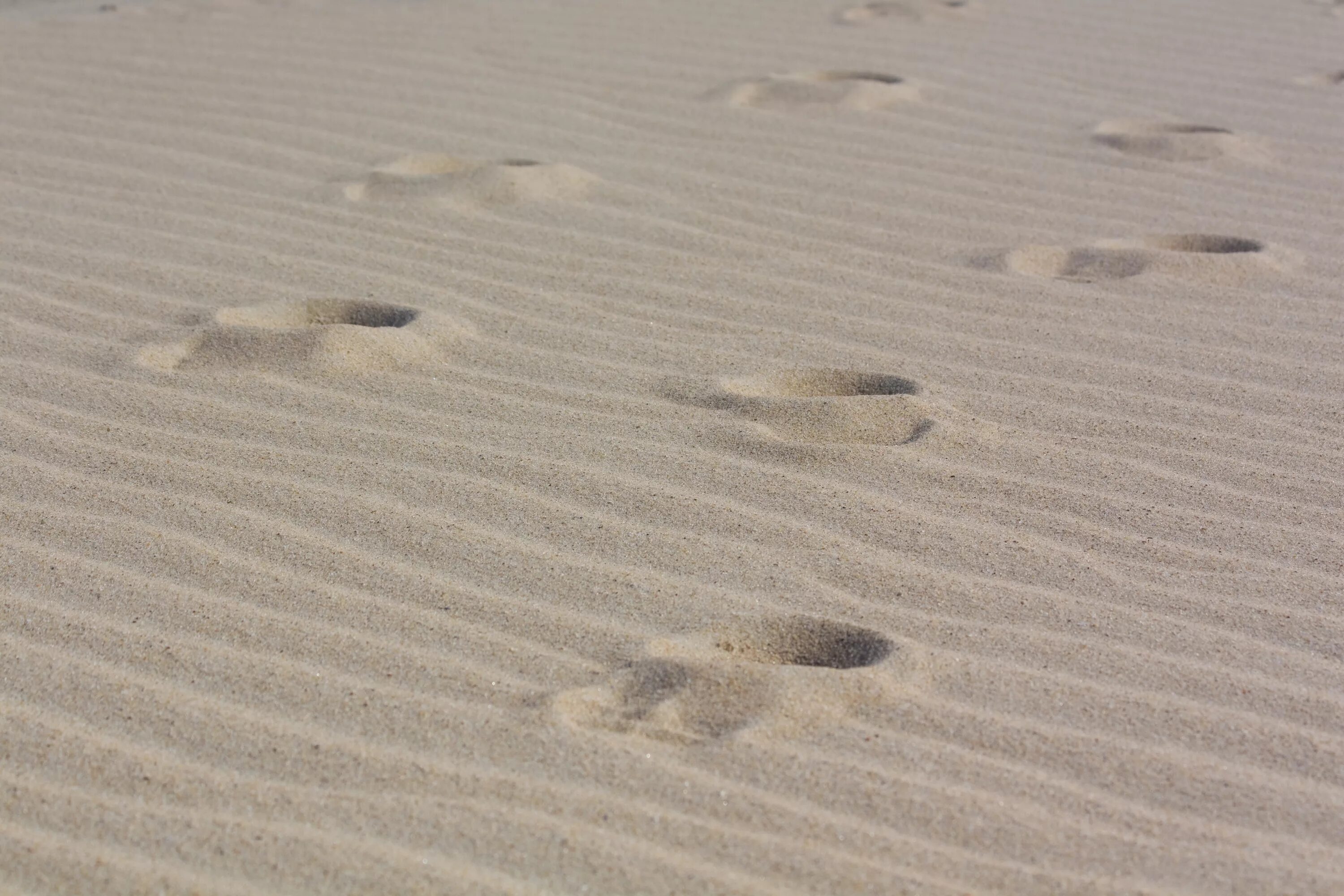 Следы на песке слушать. Следы на песке. Следы в пустыне. Песок сверху. Следы на песке в пустыне.