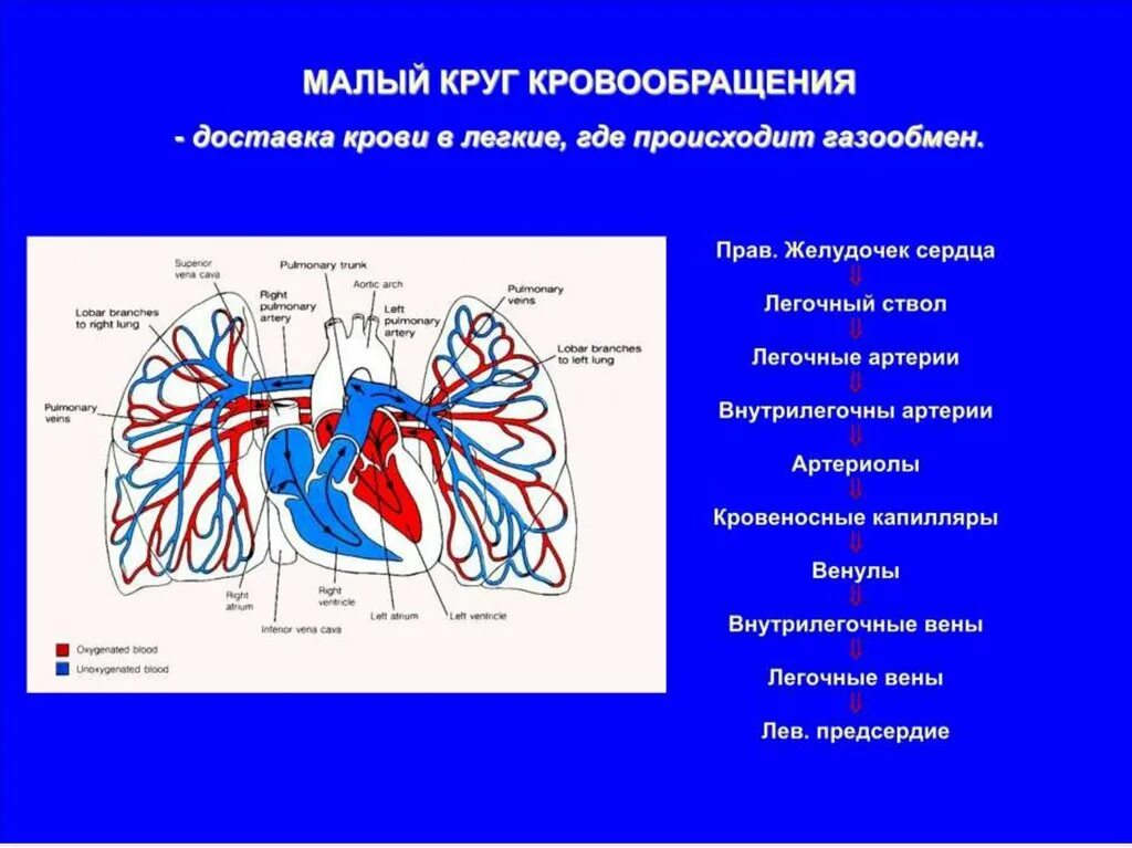 Строение сердца легочная артерия. Малый круг кровообращения легочные вены. Легочный ствол и легочная Вена. Малый круг кровообращения легочная Вена.