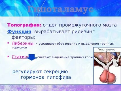 Гипоталамус топография