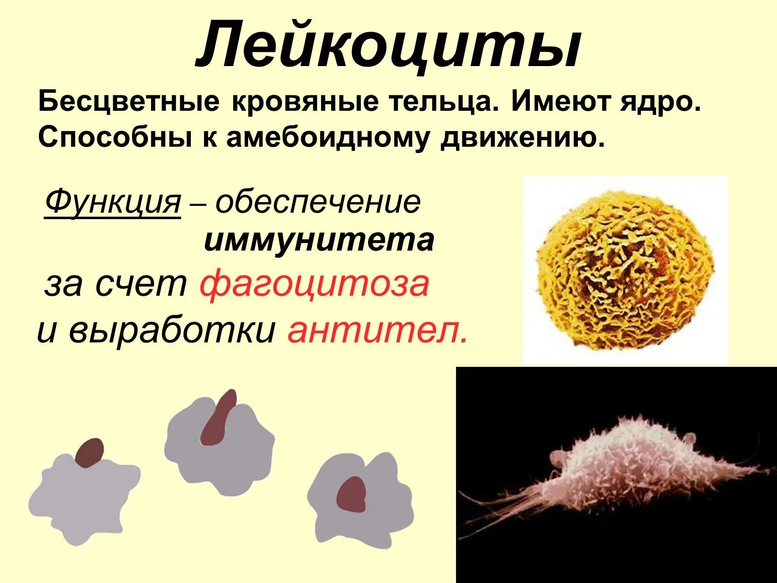 Лейкоциты. Лейкоциты способные к амебоидному движению. Лейкоциты это. Лейкоциты способны. Не способна к движению