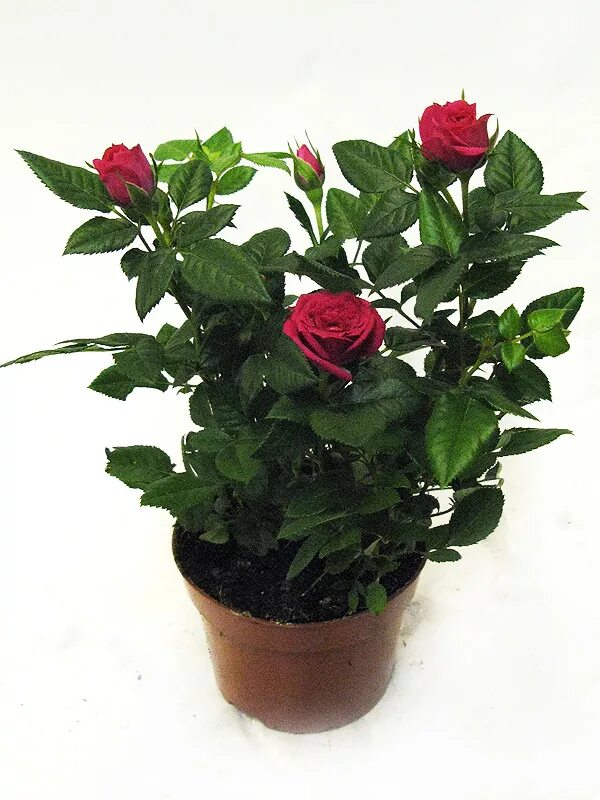 Роза кордана (rosa kordana). Роза комнатная бордовая. Роза кордана микс красная. Роза горшечная кордана. Комнатные розы красные.