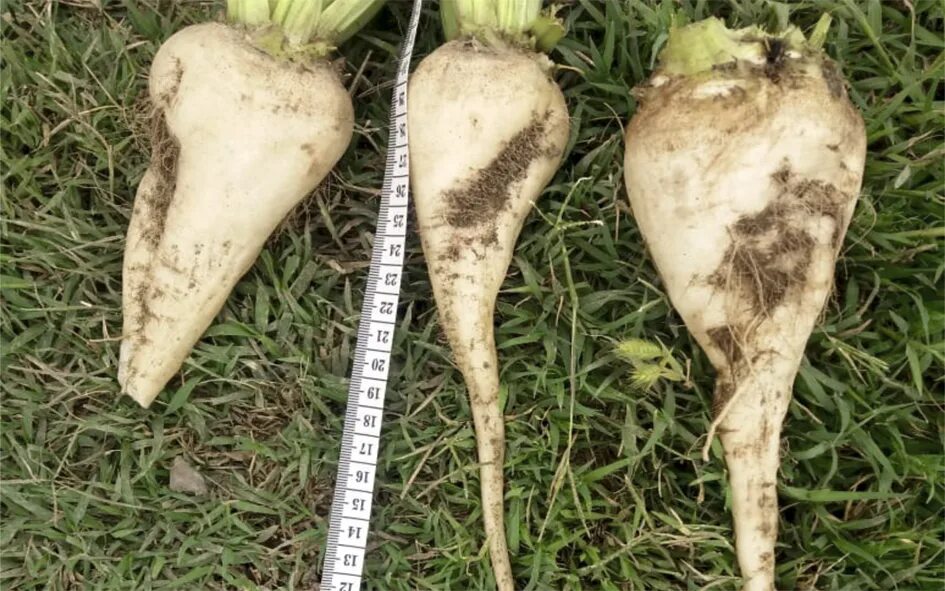 Свекла сорт марго. Сахарная свекла. Корнеплод 9. Свекла родена f1. Свёкла это корнеплод или нет.