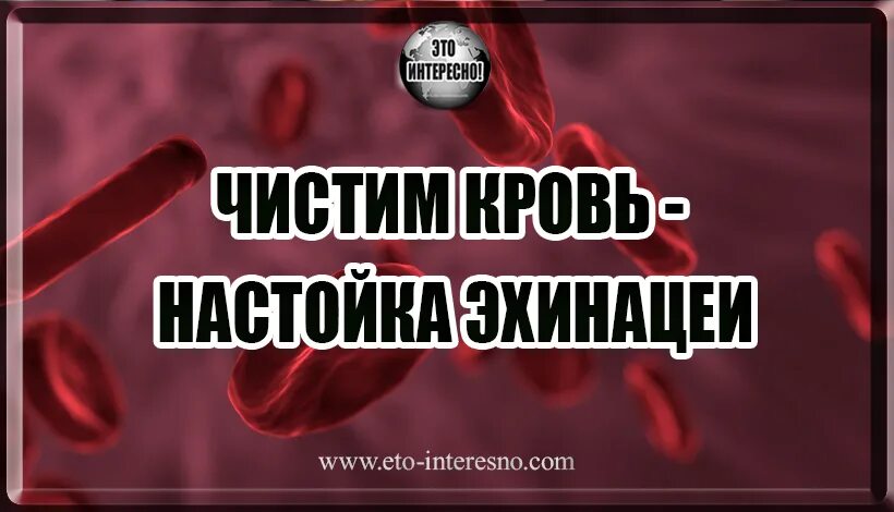 Что чистит кровь в организме. Эхинацея- чистильщик крови".