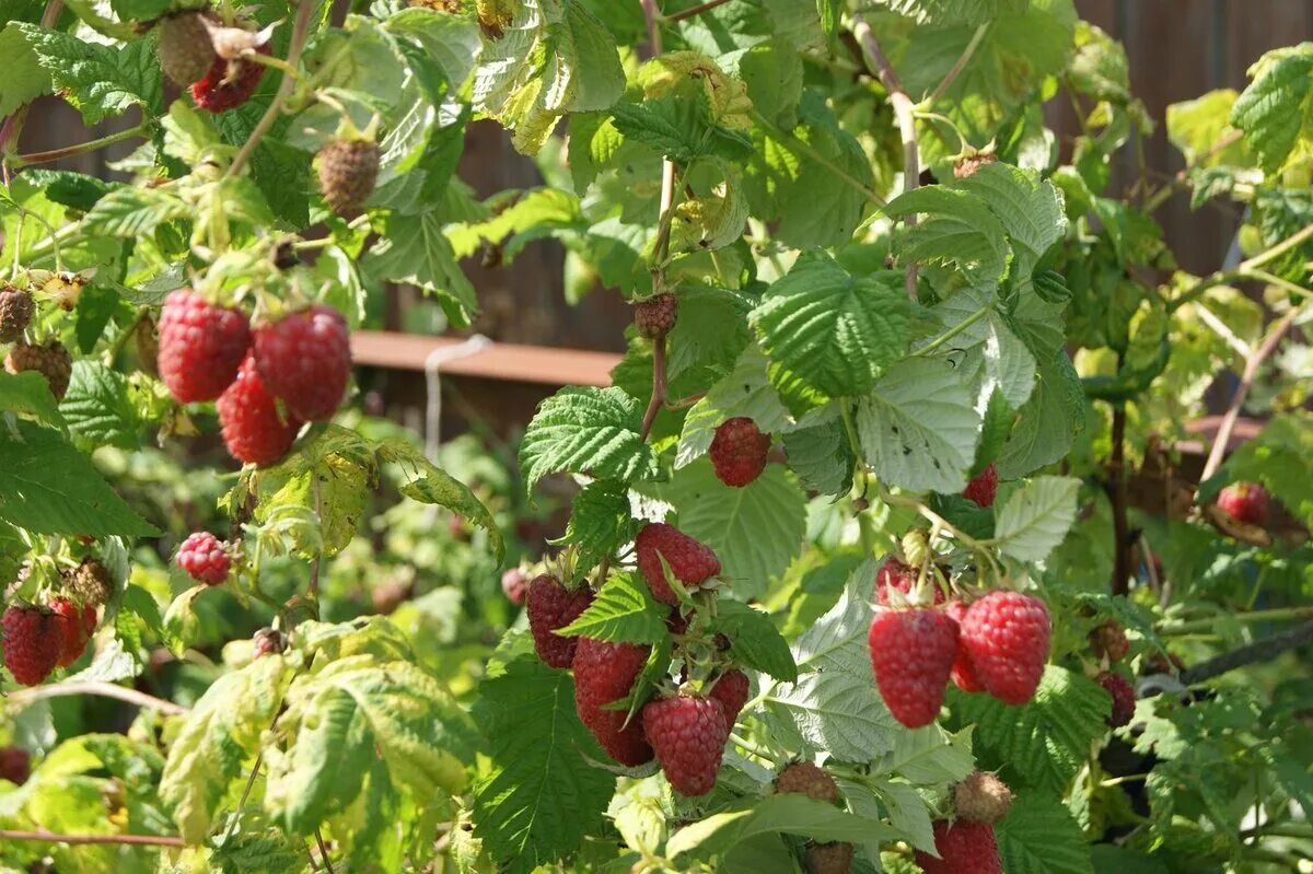 Малина новость кузьмина описание сорта фото. Сорт малины Кузьмина. Малина сорт Шоша. Сорт малины новость Кузьмина. Малина новость Кузьмина.