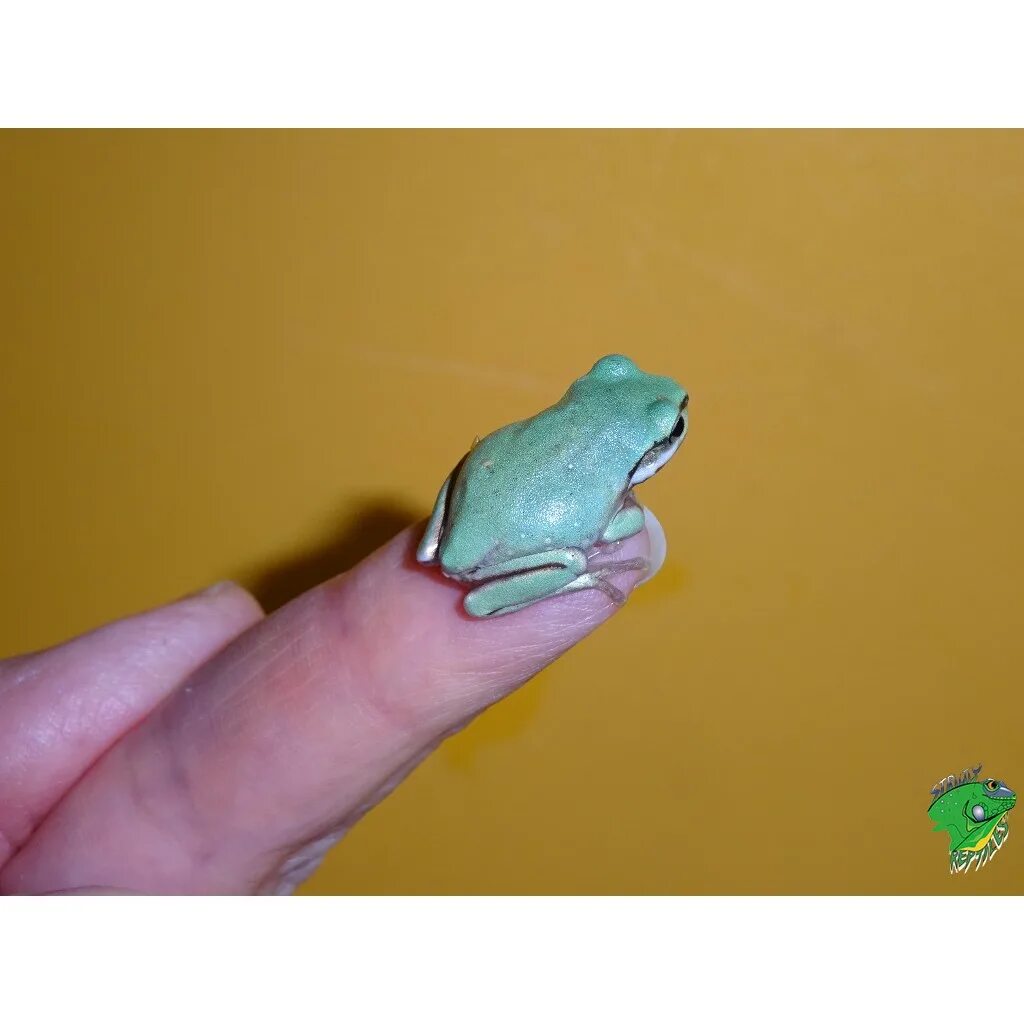 Tree frog клей. Tree frog для 3д принтера. australian white tree frog. australian white tree frog size.