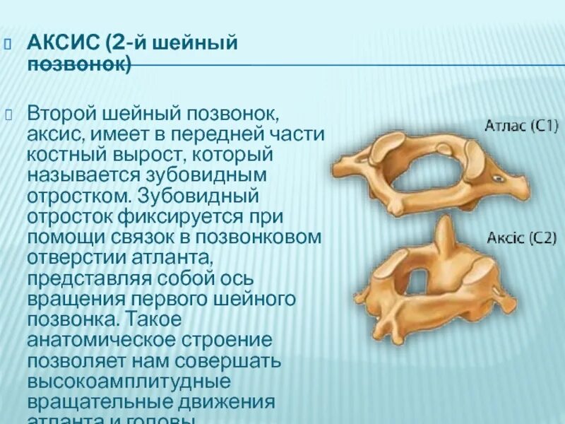 Тело позвонка шейного. Аксис 2 шейный позвонок. Второй шейный позвонок эпистрофей. Шейные позвонки Атлант и Аксис. Зубовидный отросток с2 позвонка.