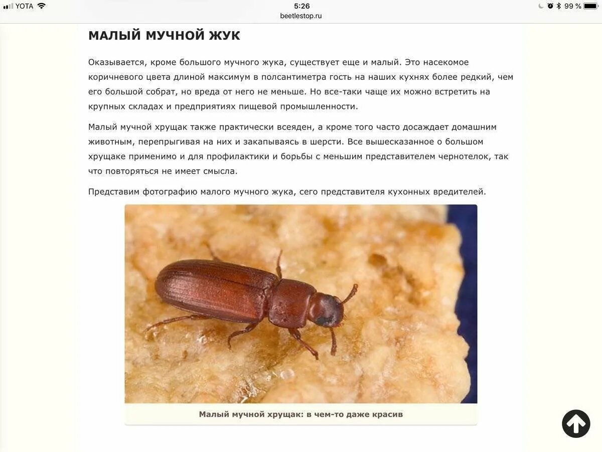 Жук хрущак в квартире как избавиться. Черный жук мучной хрущак. чернотелки хрущак. жук мучной хрущак малый. хрущак малый булавоусый.