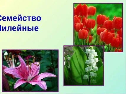 Лилейные растения это