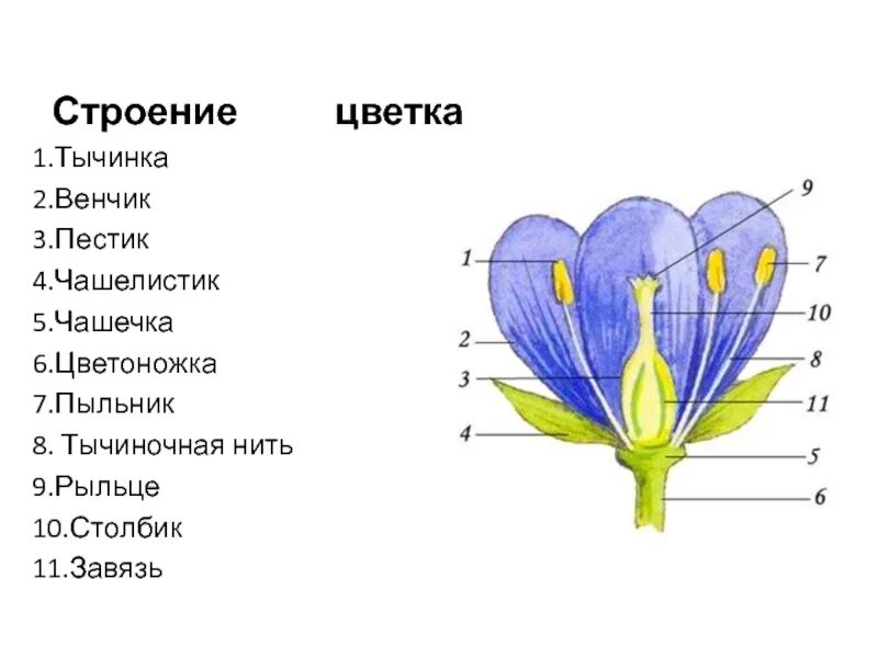 Где находится чашечка. Околоцветник чашечка и венчик. строение растения тычинка пестик. околоцветник тюльпана. чашелистики пестик тычинки венчик.