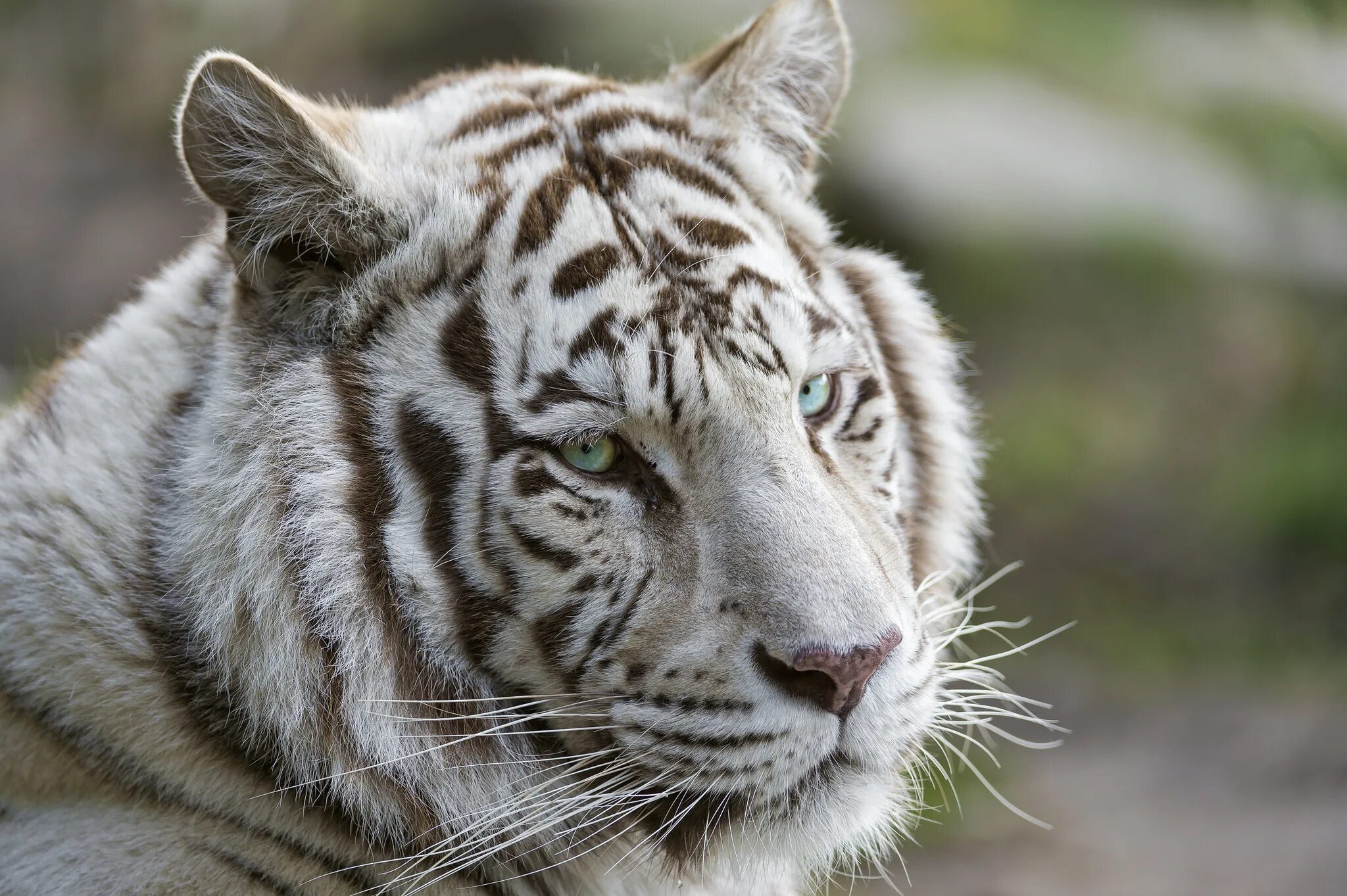 Какой тигр белый. Амурский тигр белый. Белый тигр 2021. Красивый тигр. Морды животных.