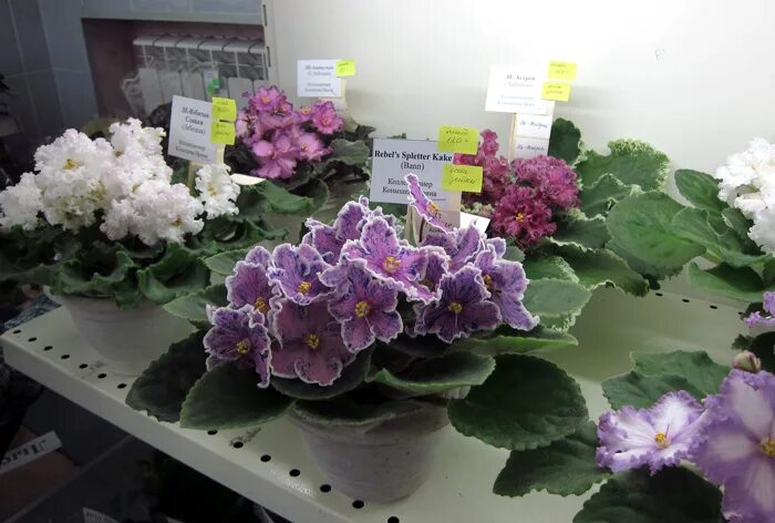 сколько стоит фиалка. дом фиалки в москве. фиалка сорт лориана. фиалка ват бродвей. магазин дом фиалки на пятницкой.