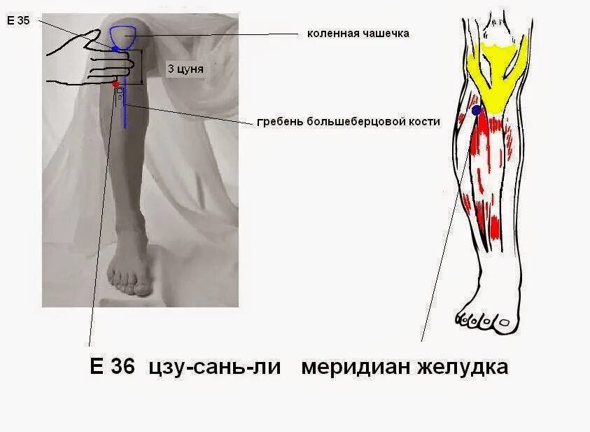 Цзу-Сань-ли точка долголетия. Точка Цзу Сан ли. Точка Цзу-Сань-ли расположение.