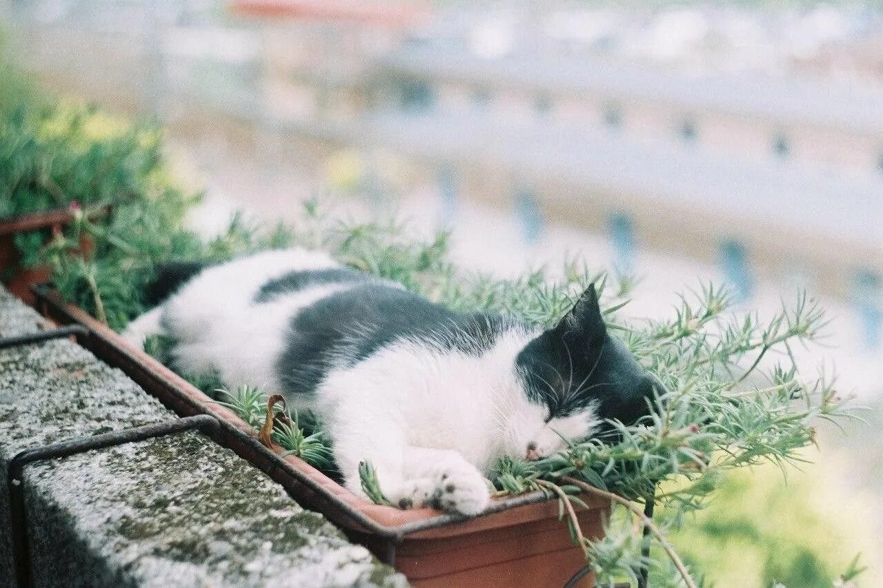 Кошки и рассада. Кошка на подоконнике. Котик на подоконнике.