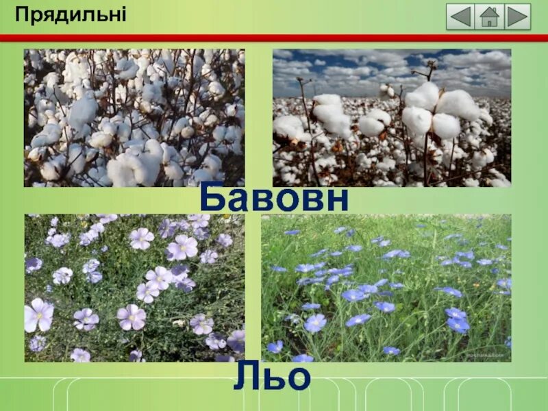 Бавовни на украинском. Что такое бавовна на украинском. Бавовна что это на русском. Будова бавовни. Бавовна хлопок Мем.