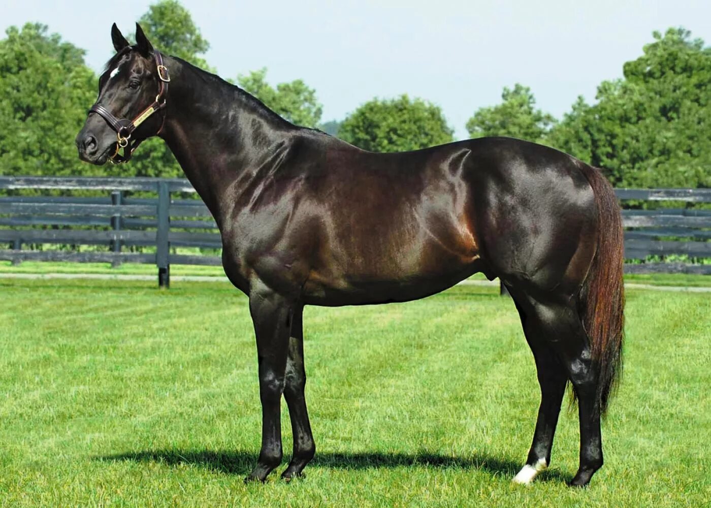 Английская чистокровная лошадь. More than ready. More than ready. Жеребец more than ready. Английский чистокровный жеребец.