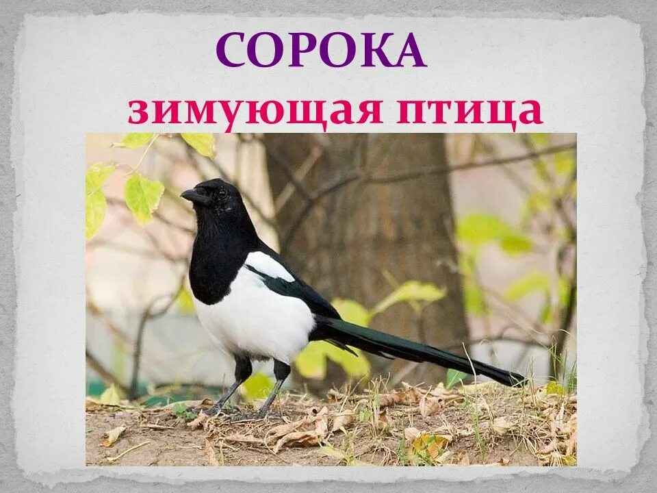 Сорок птиц прилетают. День сорока птиц. Праздник сороки жаворонки. Сорока обыкновенная. Славянский праздник заклички весны.
