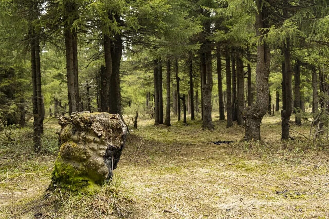 реферат на тему лес. фотографии леса. диктант 4 класс. стихотворение про лес. лес это большой город с тысячами жителей.