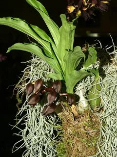 File:Catasetum tenebrosum Orchi 041.jpg - Wikimedia Commons