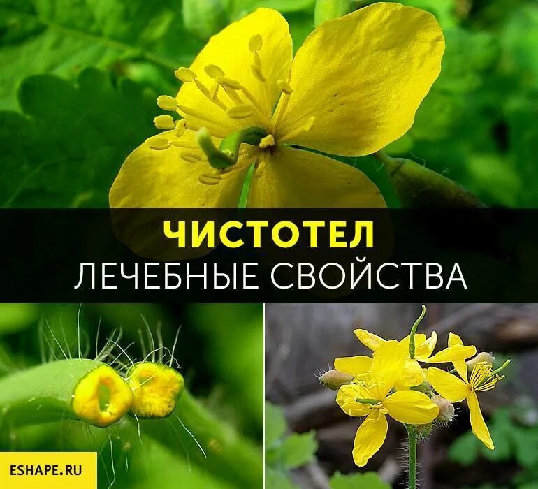 Чистотел лечебные свойства и применение в народной. Чистотел. лекарственные растения чистотел. чистоте лечебное свойства. чистотел лечебные свойства.