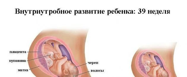 39 неделя беременности первые роды. Расположение ребенка на 39 неделе. Расположение ребенка на 39 неделе беременности. Шевеления на 39 неделе беременности.