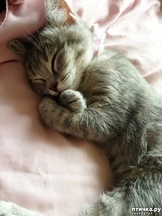Спящий котик. Сонный котенок.