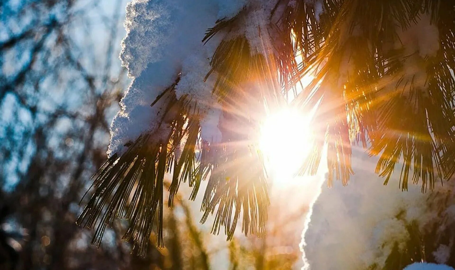 Зимний лучик солнца. Зима солнце. Зима солнце. Снег и солнце. Зимний лес.