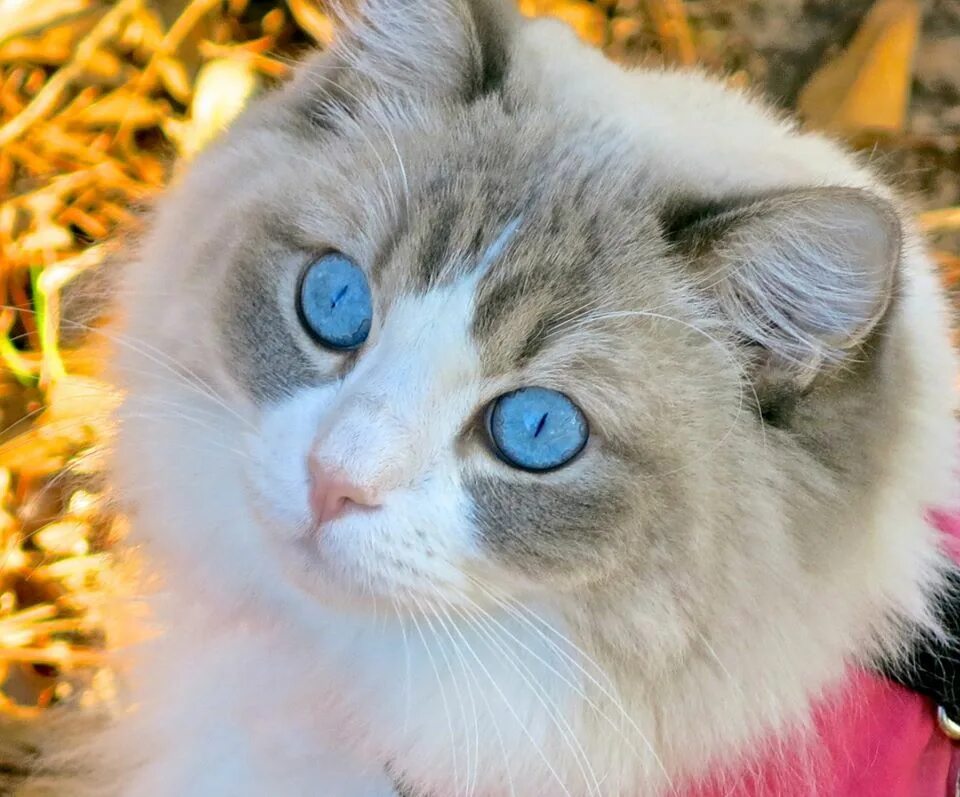 Orange Cat Blue Eyes. Blue eyed Cat. Cat with Dyed Eyes. Two Blue eyed Cats. Краше кэт