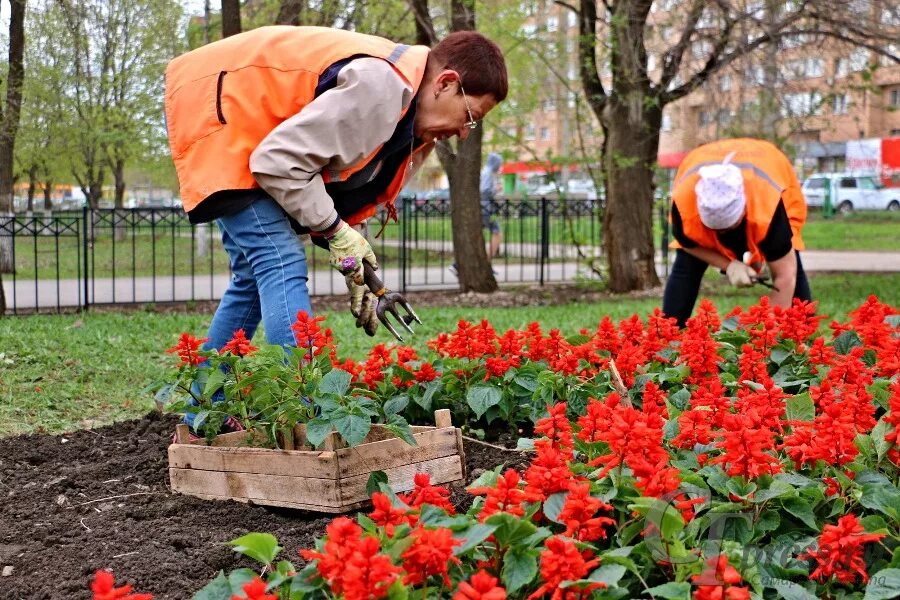 Дни посадки однолетних цветов в марте 2024. Посадка однолетников. Цветы Победы посадка. Уборка однолетников с клумбы осенью. Г Самара МП Спецремстройзеленхоз.