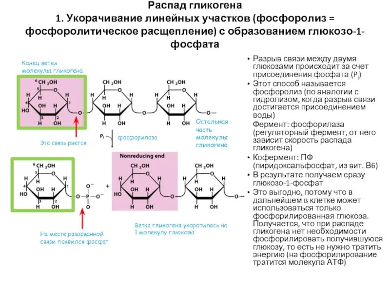 Расщепление гликогена в печени. Синтез гликогена глюкозо 1 фосфат. Глюкозо 1 фосфата из гликогена. Схему фосфоролиза мальтозы. Гидролитический распад гликогена.