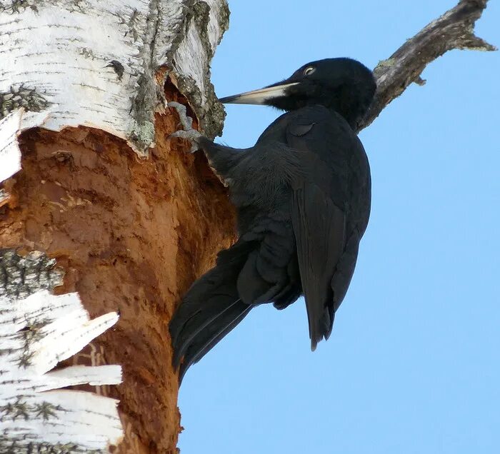 дятел желна. дятел черный большой без красной шапочки. дятел крупный черный. черный дятел без красной шапочки. дятел крупный черный.