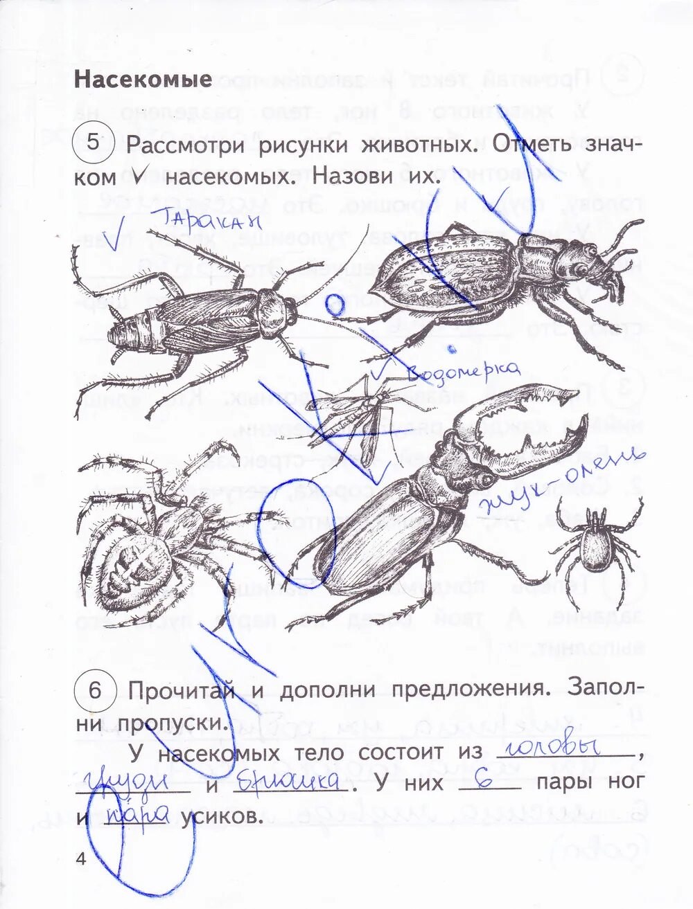 Рассмотри рисунок и дополни утверждения. Рассмотри рисунки насекомых. Отметь рисунки насекомых. Рисунки насекомых 2 класс окружающий мир. Насекомые окружающий мир 2 класс рабочая.