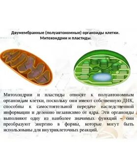 Митохондрии и пластиды