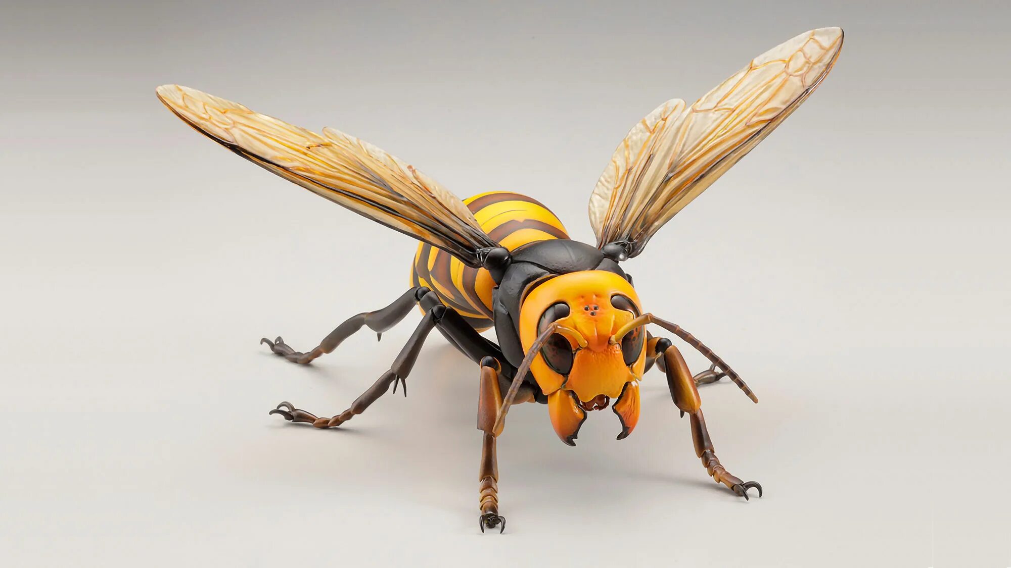 Азиатский шершень vespa mandarinia -. Hornet. Турецкий шершень. Honda cb 600. Hornet.