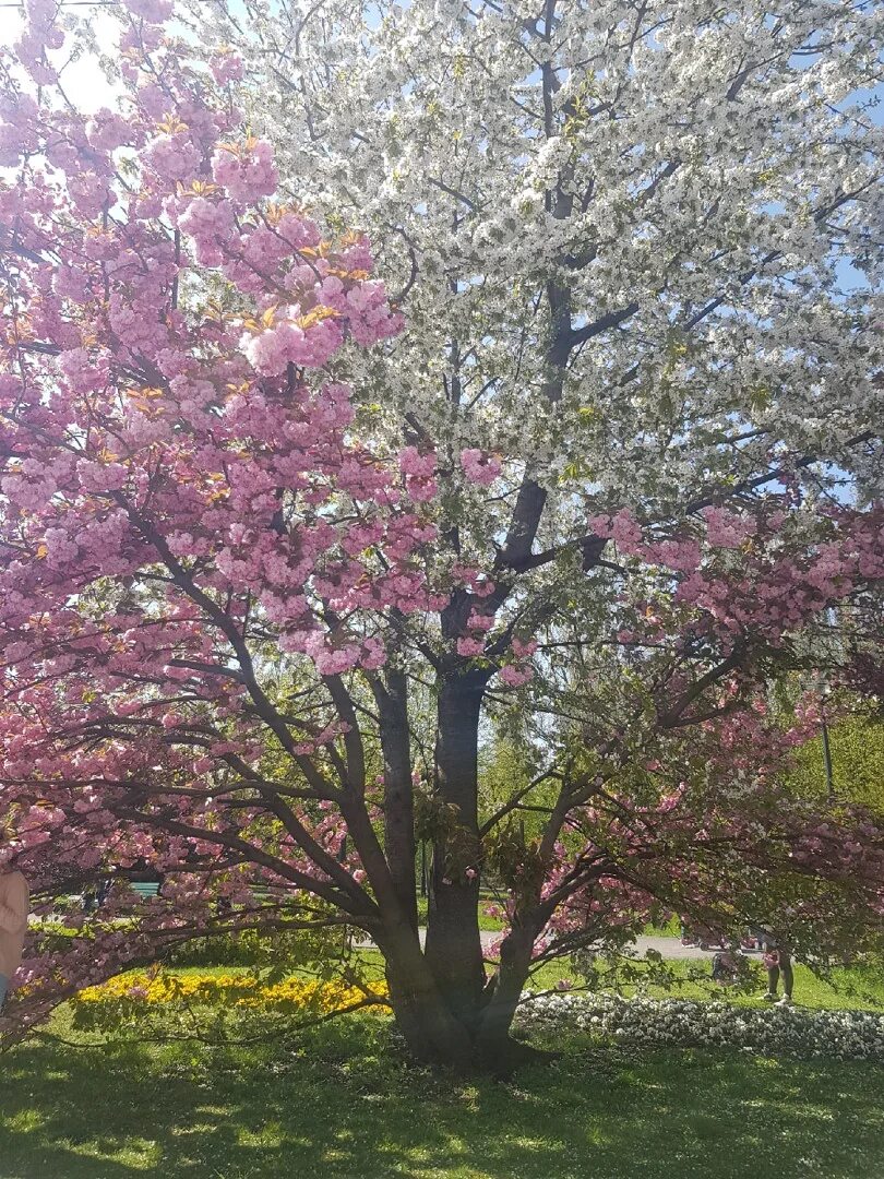 Магнолия дерево в калининграде. Magnolia soulangeana 'genie'. Магнолия в калининграде где. Цветение магнолии в калининграде. Магнолия в кутаиси.