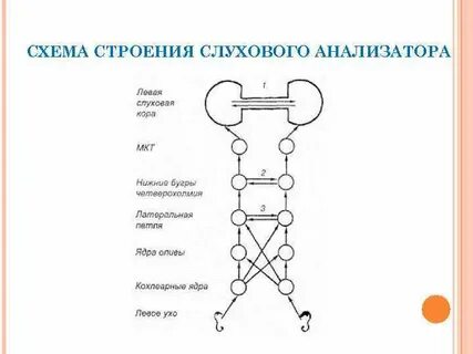 Структур слухового анализатора