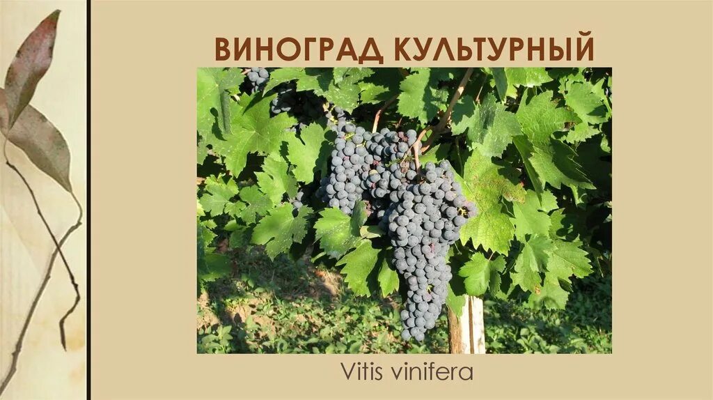 Сведения о винограде. Виноград распространение. Виноград краткая информация. Происхождение культурного винограда. Происхождение культурного винограда.