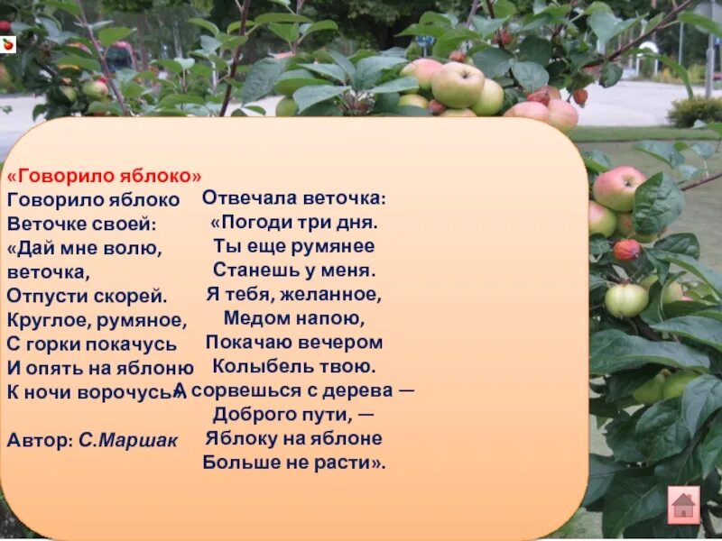 Яблонька текст. Стих про яблоко. Стих про яблоню. Загадка про яблоню. Стих про яблоньку для детей.