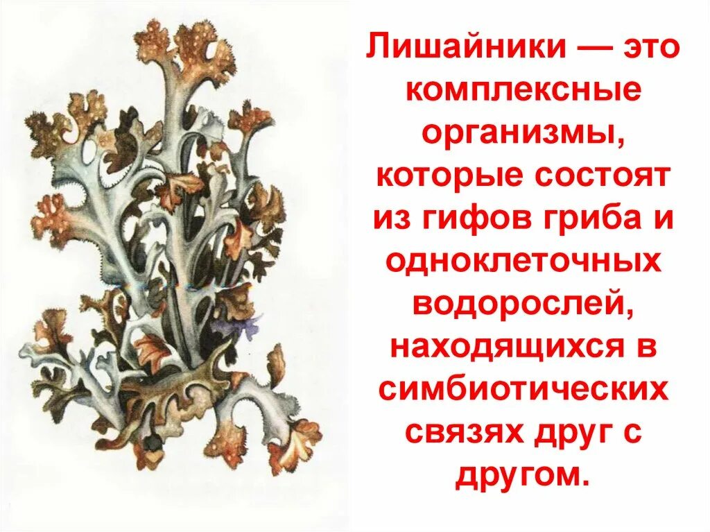 Лишайники комплексные организмы. Питание лишайников. Типы лишайников. Лишайники какое царство. Лишайник комплексный организм