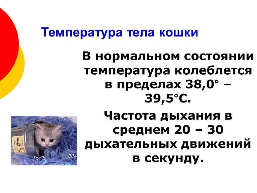 Температура кошки 39 5. Нормальная температура у котенка. Температура тела у котов в норме. Нормальная температура тела у котенка 2 месяца. Какая нормальная температура у котят.