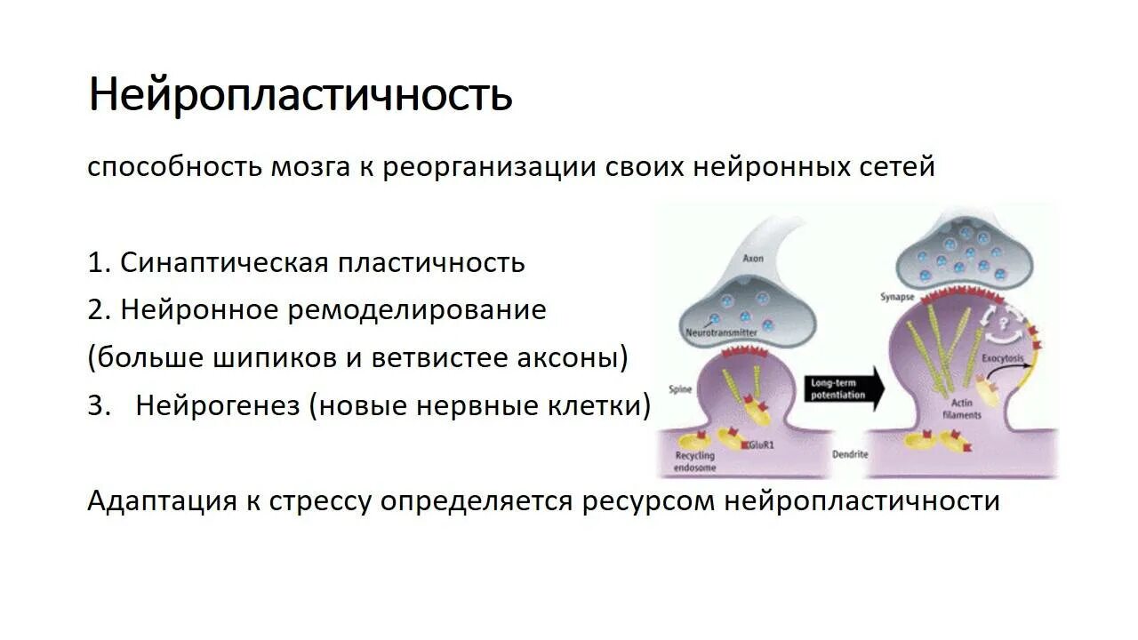 Мозг пластичен. Нейропластичность. Нейрональная пластичность. Показатель пластичности мозга. НЕЙРОПЛАСТИКА мозга.